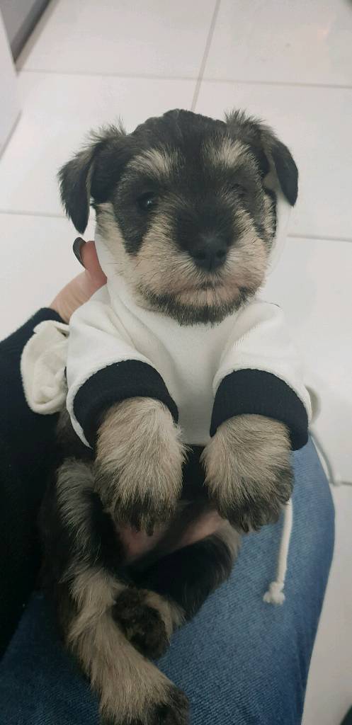 our generation schnauzer pup